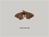 藏品(臺灣茶蠶)的圖片